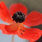 Mohn