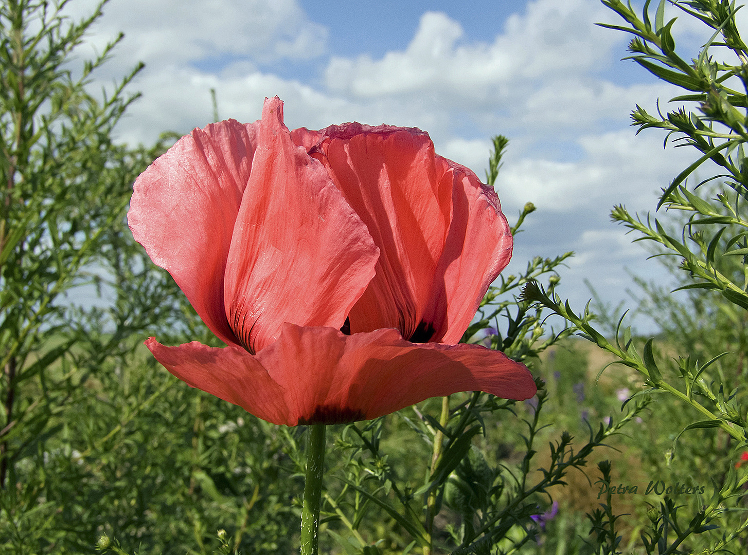 Mohn