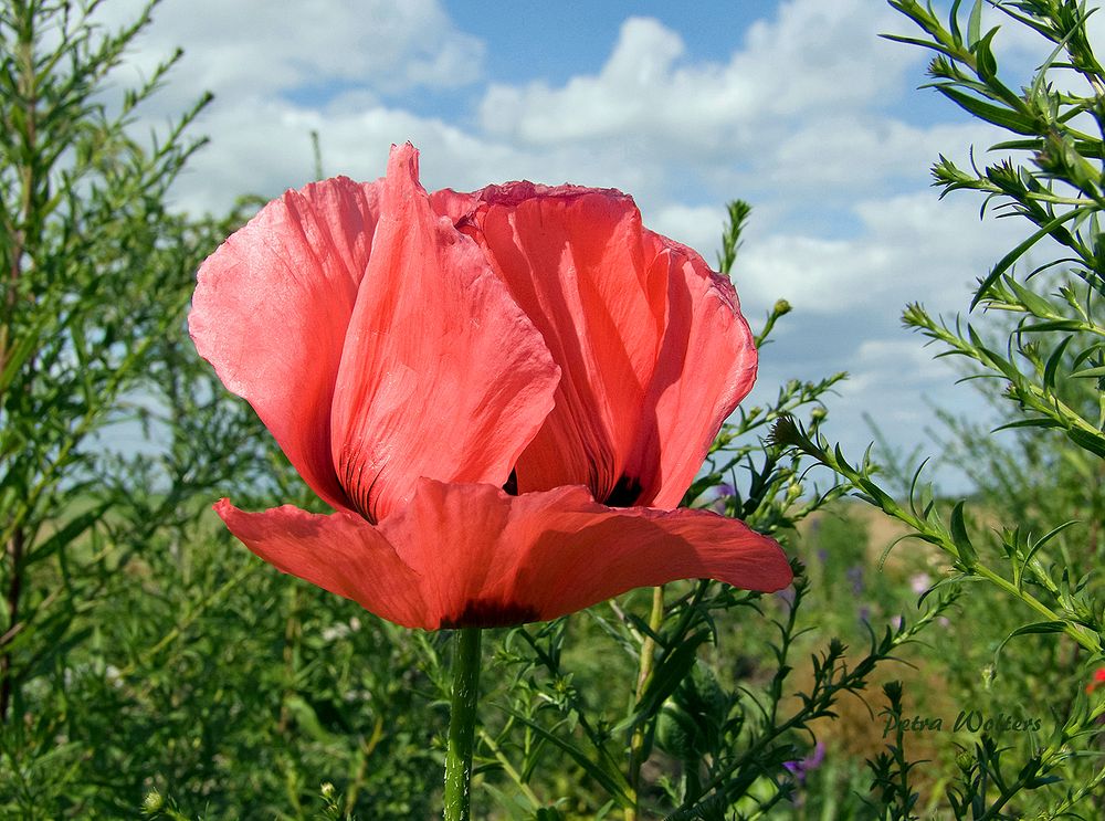 Mohn