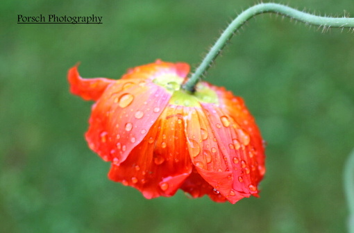 Mohn