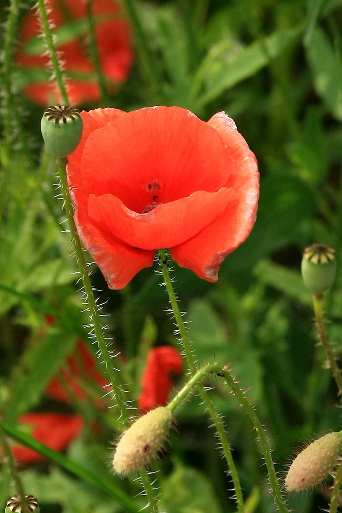 Mohn