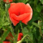 Mohn