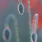 Mohn-Abend