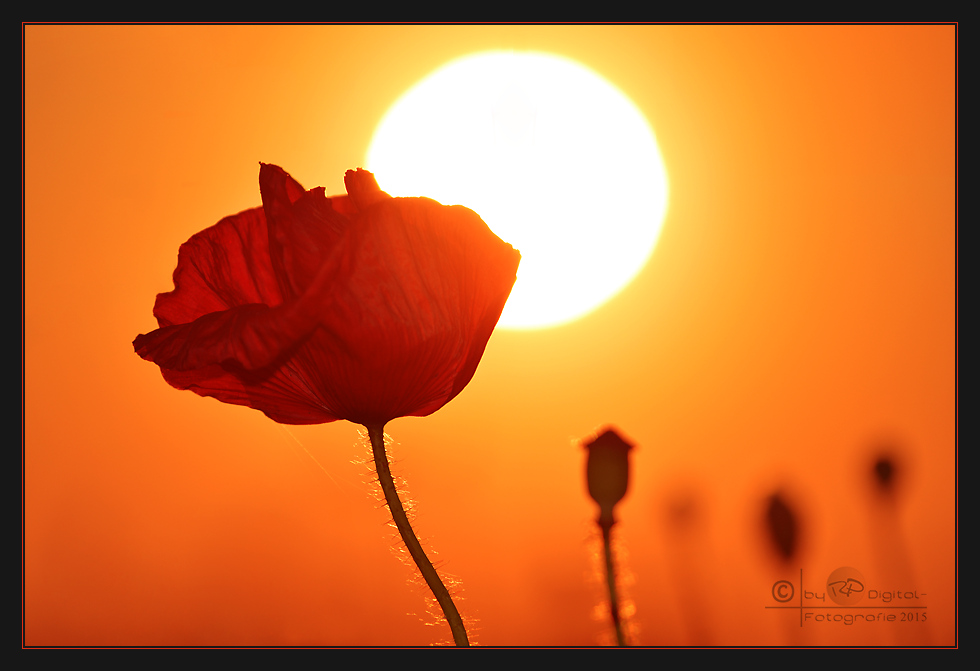 Mohn - Abend