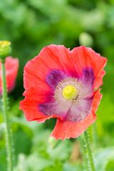 Mohn