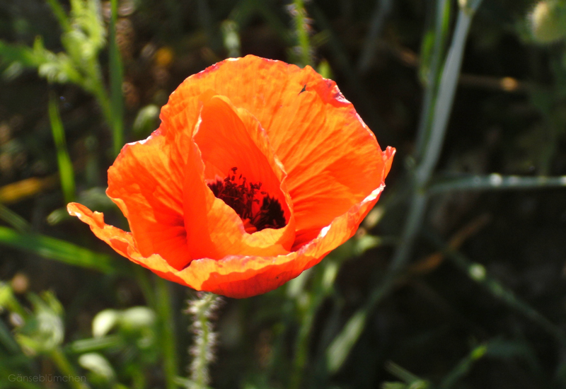 ~ Mohn ~