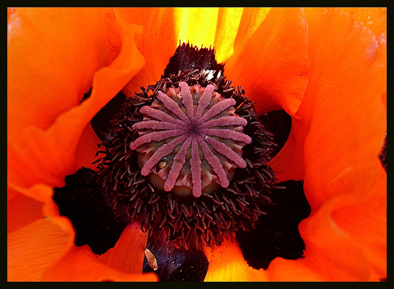 Mohn