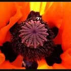 Mohn