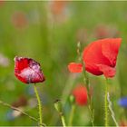 Mohn