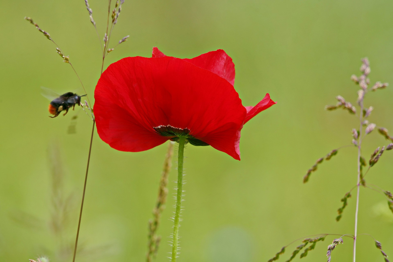 Mohn