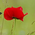 Mohn