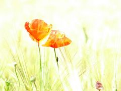 mohn