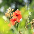 Mohn