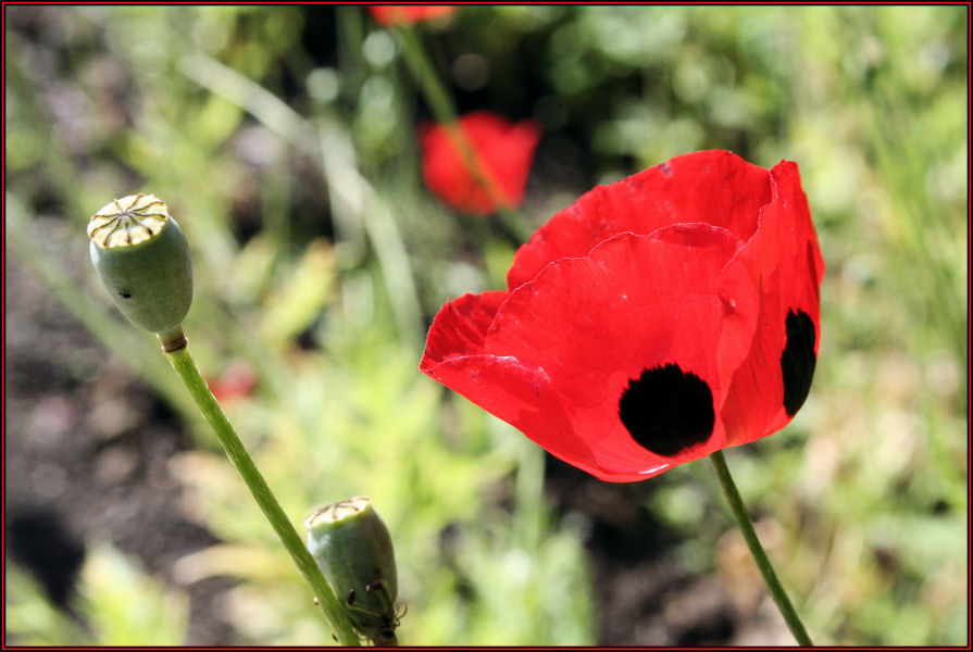 Mohn