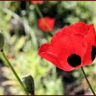 Mohn