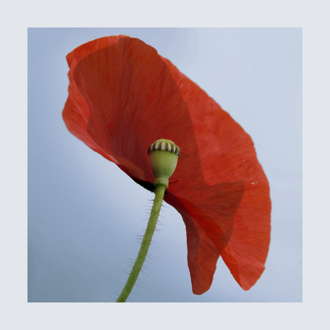 Mohn