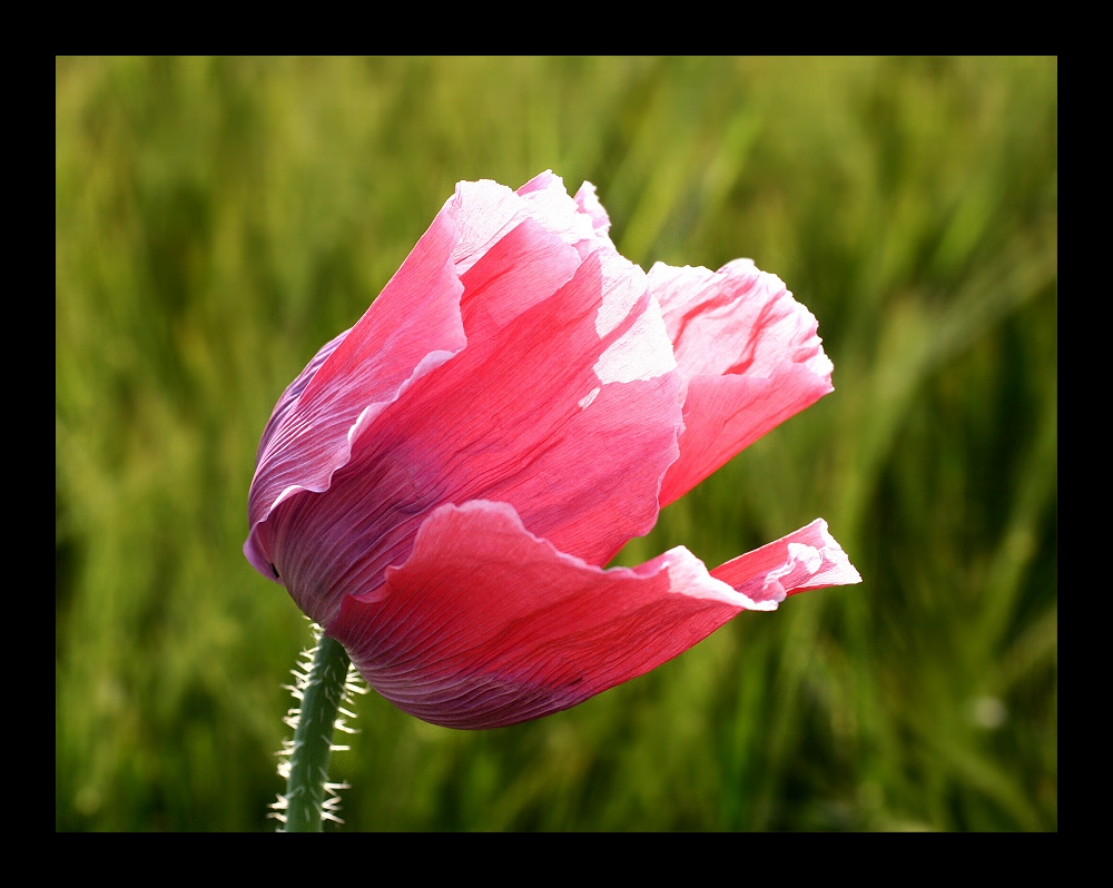 mohn