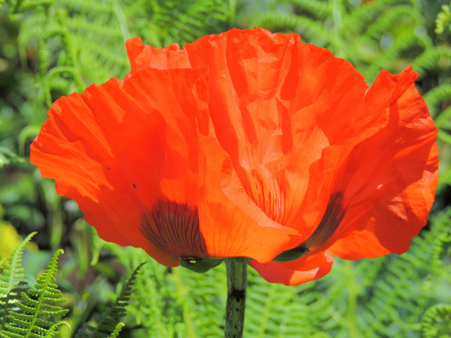 "Mohn"