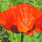 "Mohn"