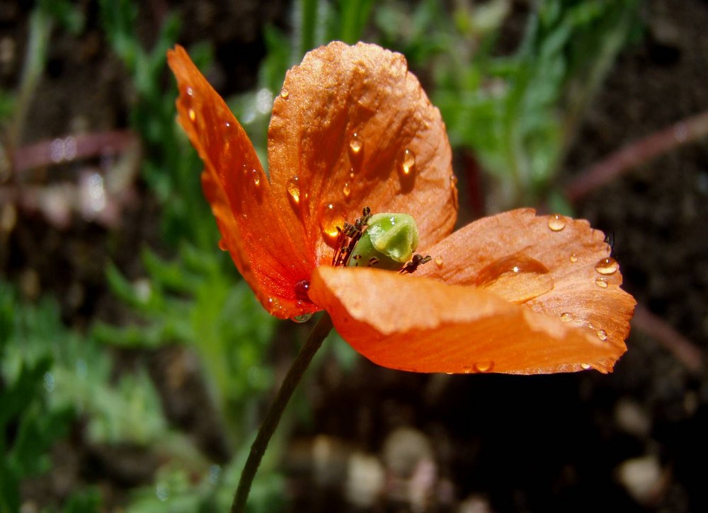 ... Mohn ...