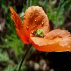 ... Mohn ...