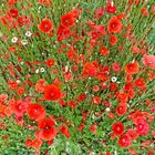 Mohn