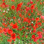 Mohn