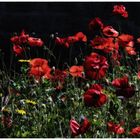 Mohn