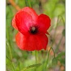 Mohn