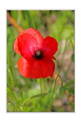 Mohn