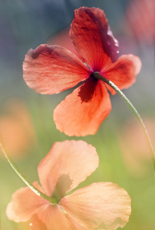 mohn