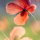 mohn