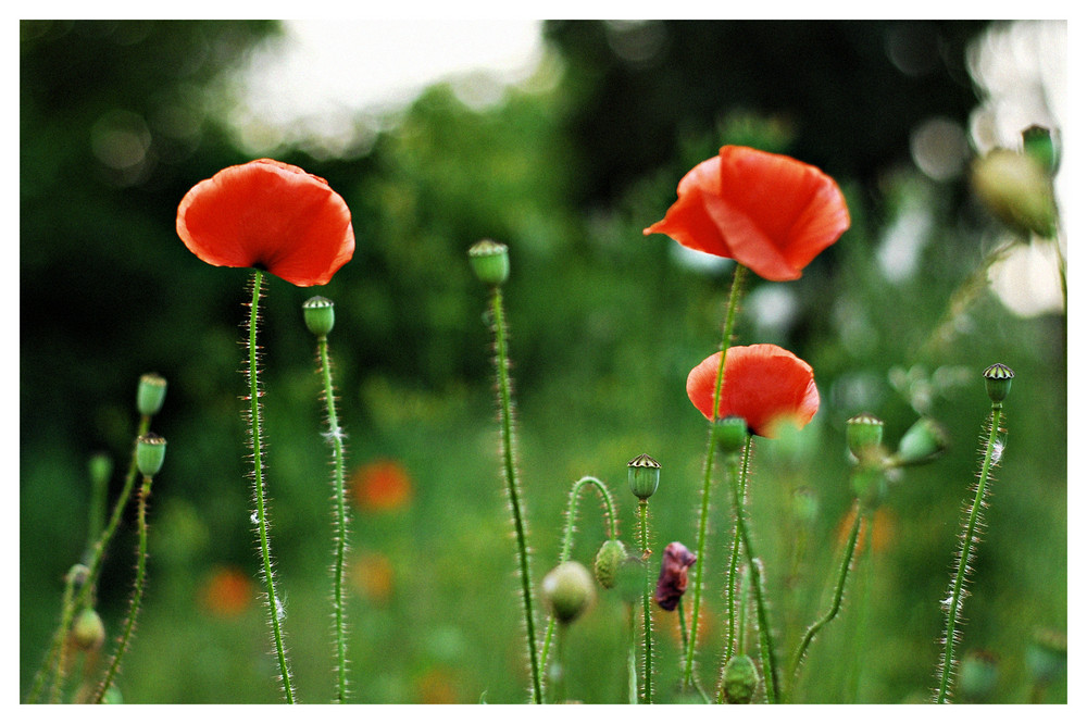 Mohn :)