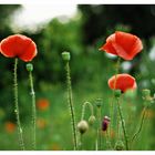 Mohn :)