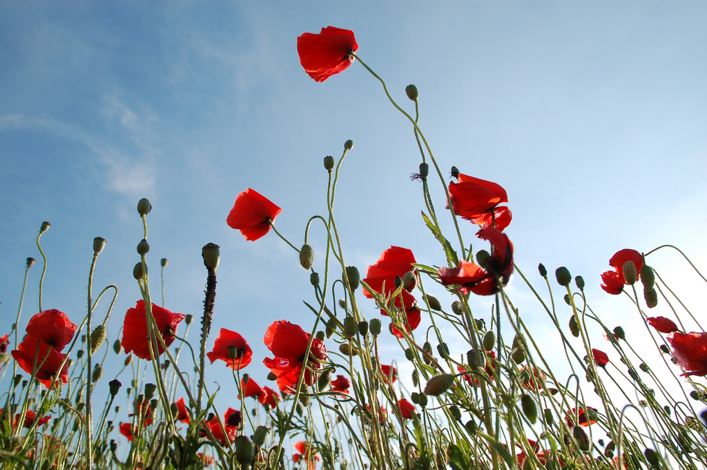 Mohn