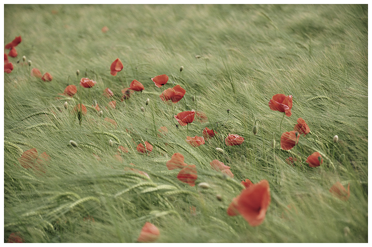 mohn.