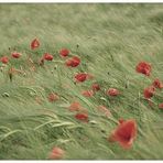 mohn.