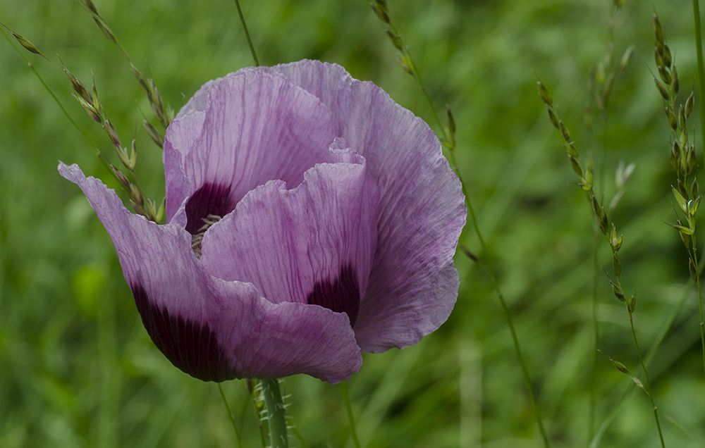 Mohn