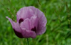 Mohn