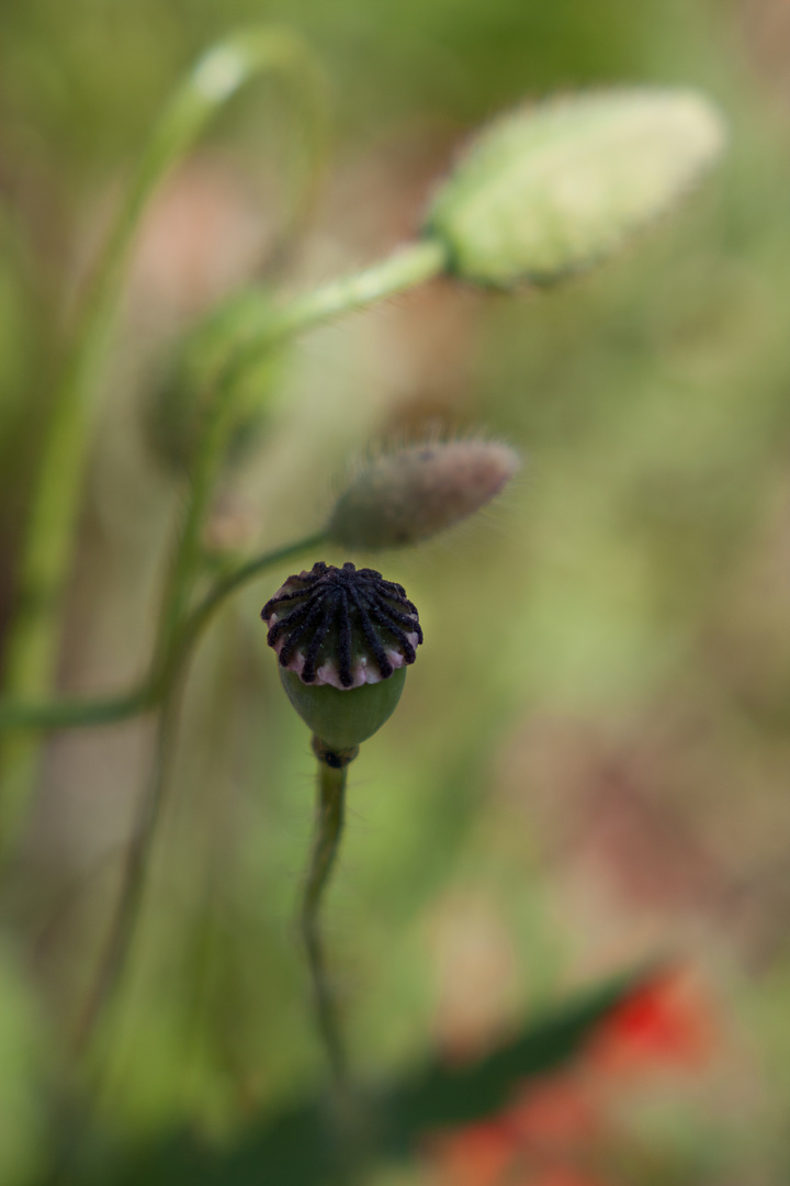 Mohn