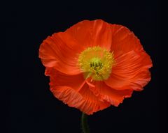 Mohn