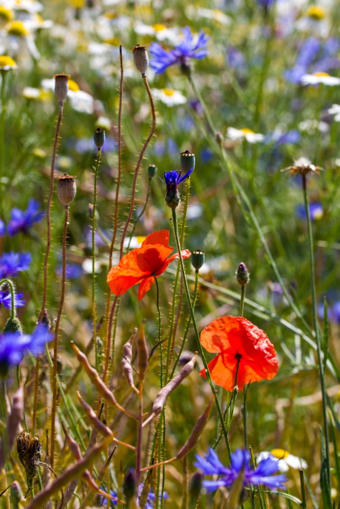 Mohn