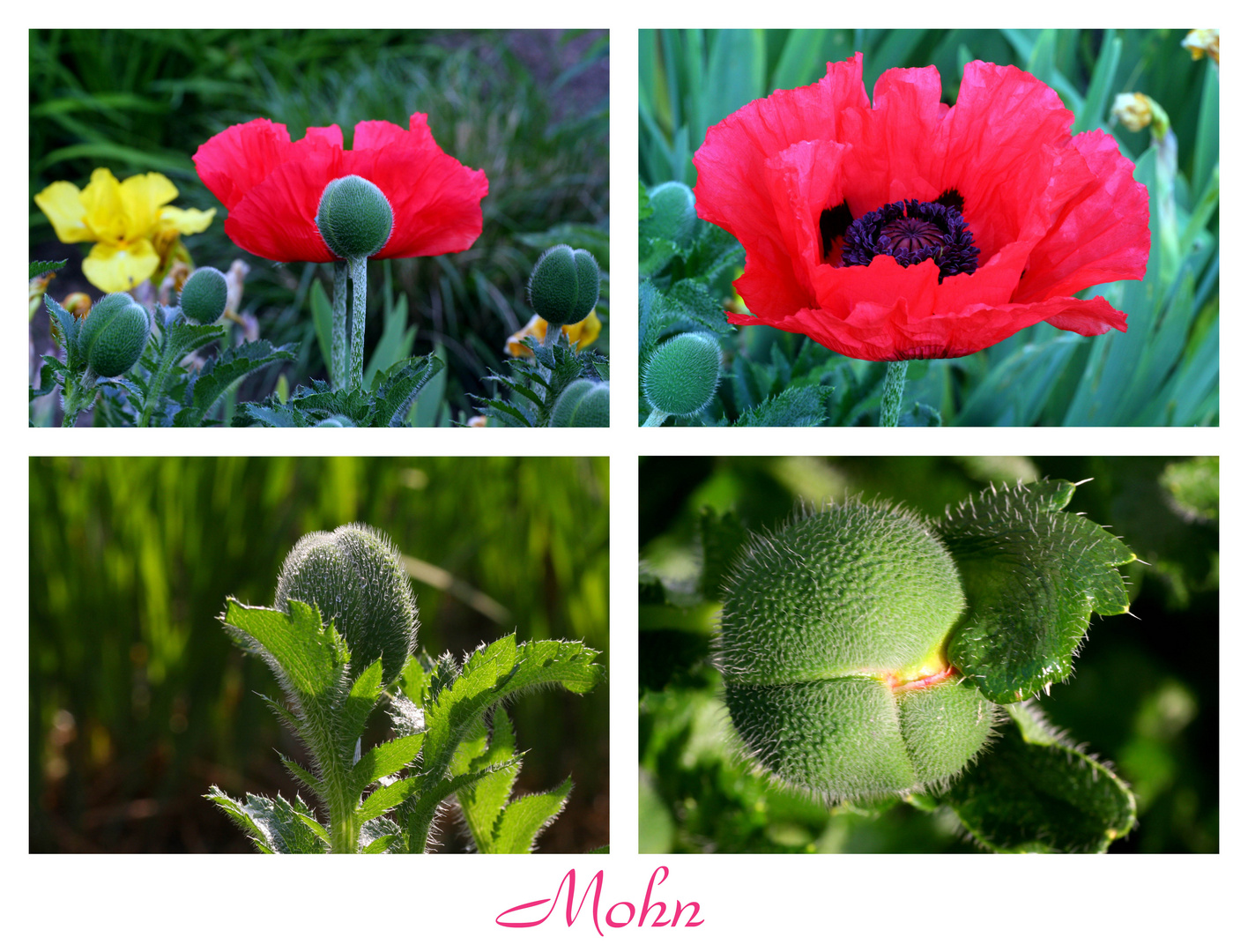 Mohn