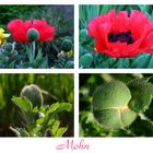 Mohn