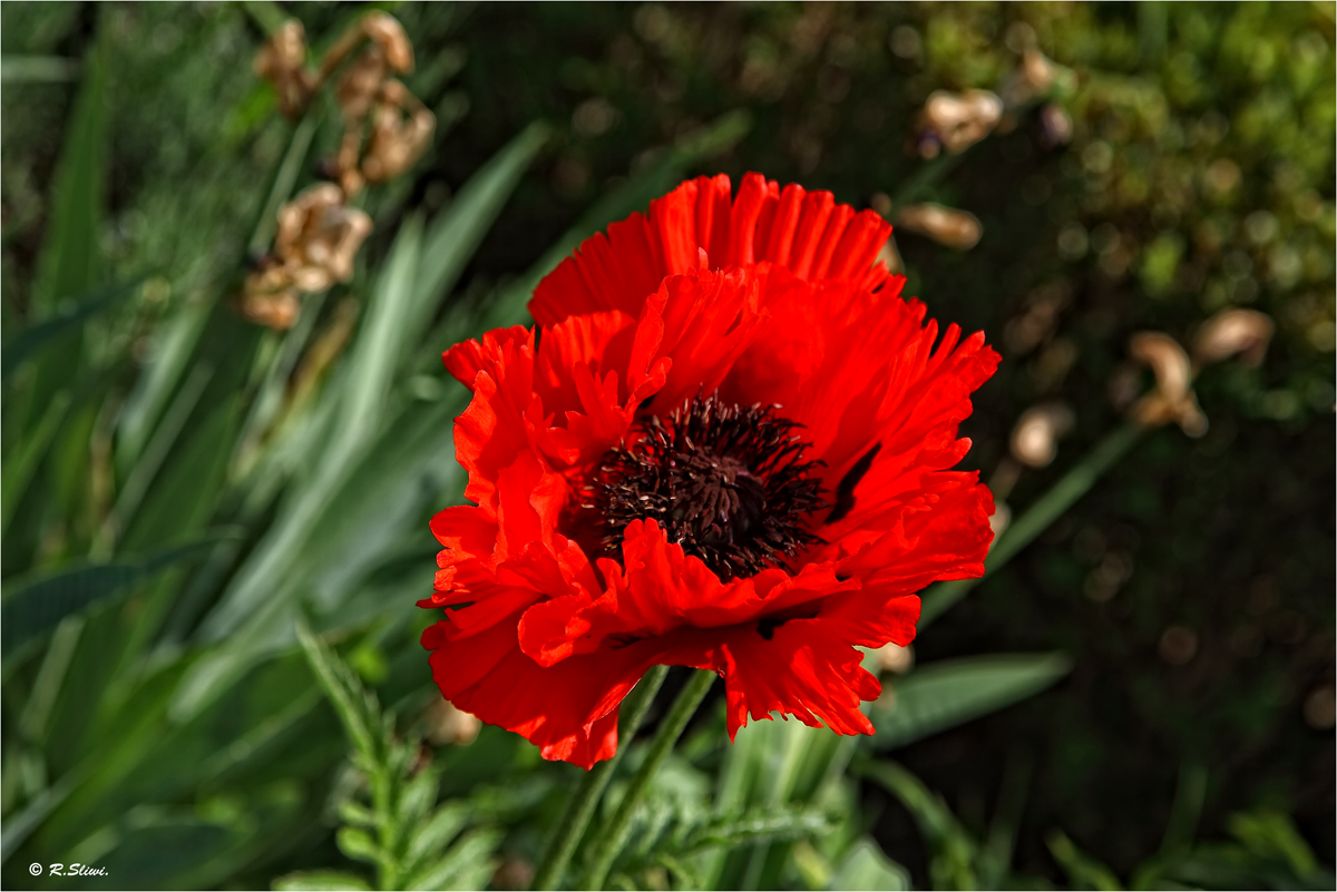 Mohn 