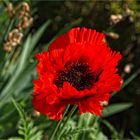 Mohn 