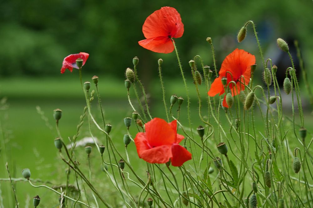 MOHN