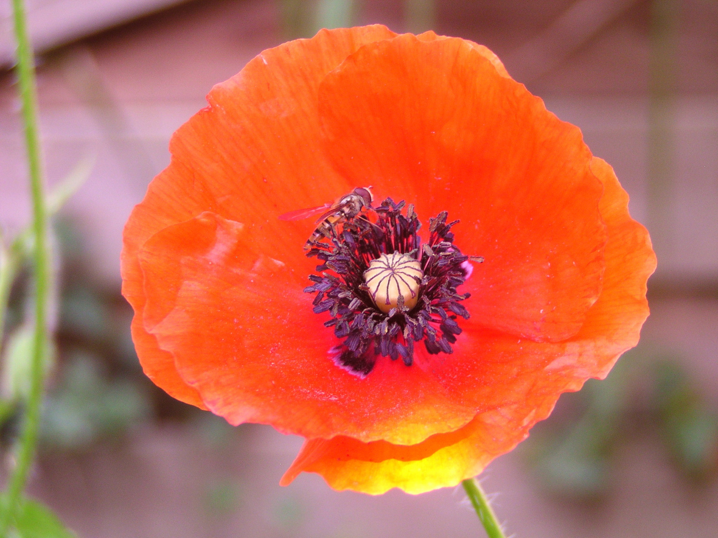 Mohn