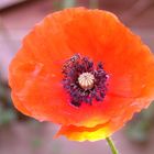 Mohn