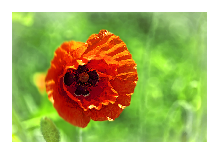 Mohn